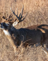 OK Rut Report Gives Deer Forecast