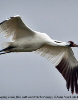 Endangered Whooping Cranes Visit OK