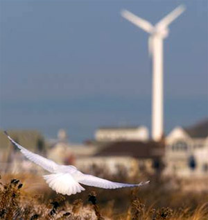 WindPowerBird