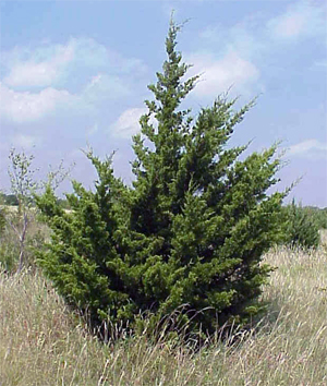 Eastern Cedar Tree