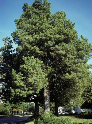 Eastern Cedar Trees grow quickly