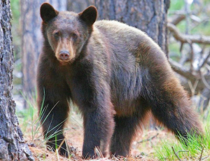Black bears are being seen in parts of Oklahoma where no record of sightings exist in modern times. (Mark L. Watson/Flickr CC BY-NC-ND2.0)