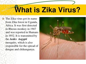 ZikaVirus2