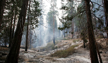 Sequoia National Forest fire damange