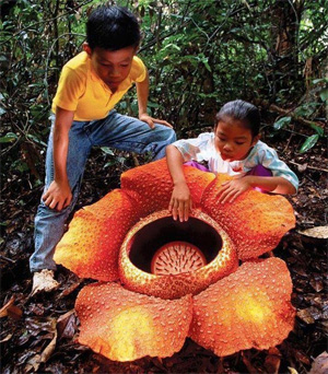 Rafflesia arnoldii