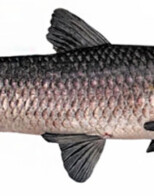 Earn $100 Bounty on Black Carp in OK
