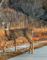 Alert to Avoid Deer on Roadways