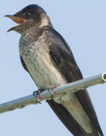 Purple Martins Return to Oklahoma
